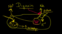 digoxin explanation