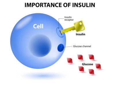 importance of insulin chart diabetes