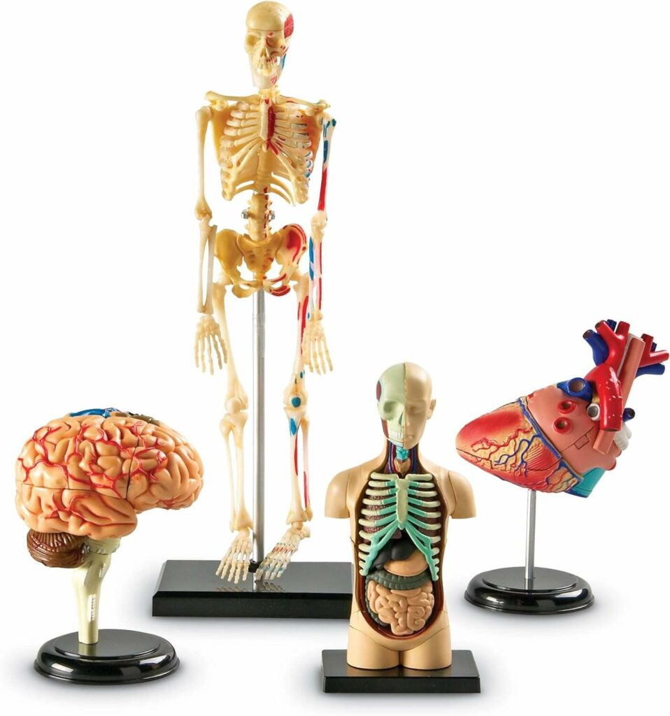 mini anatomy set